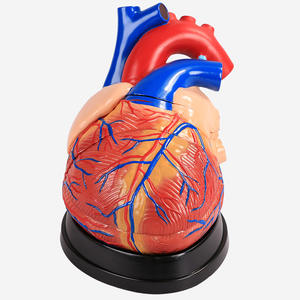 Modèle anatomique de coeur enseignement médical modèle détachable modèle de coeur de simulation pour pratiquer le département de <span class=keywords><strong>cardiologie</strong></span> - Product Image 3