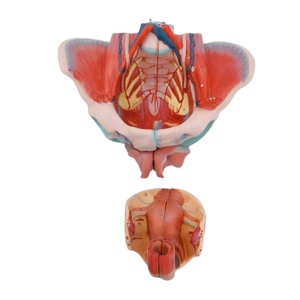 Modelo pélvico femenino con piezas desmontables: útero, músculos, nervios y vasos sanguíneos para enseñanza de ginecología - Product Image 4
