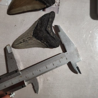 Vente en gros de dents de requin Megalodon en pierre brute naturelle, spécimen fossile d'animal marin préhistorique authentique, collection