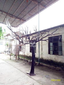 Bán Sỉ Mô Phỏng Trang Trí Sân Khấu Cây Khô Trắng Nhân Tạo Không Lá - Product Image 5