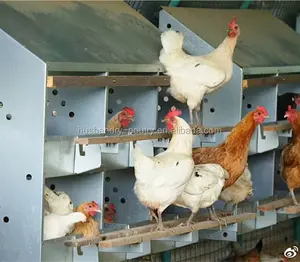 家禽鸡产蛋箱供马用 - Product Image 1