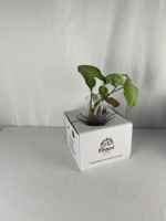 Boîte de fleuriste personnalisée 8*8*5 pouces, boîte de livraison de fleurs, boîtes de fleurs pour arrangements, transport sécurisé d'arrangements floraux