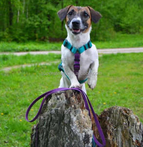 Imbracatura per Cani e Gatti a Forma di H in Silicone Bicolore Rivestito in PVC, Accessorio per Animali Domestici sia Canini che Felini - Product Image 5