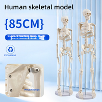 Modelo de esqueleto adulto de cuerpo completo de PVC de 85cm para entrenamiento de Ciencias Médicas modelo de Anatomía de la columna vertebral
