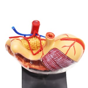 Modèle d'anatomie de l'estomac 4D : un outil pédagogique médical pour l'assemblage et le démontage de la structure de l'estomac humain - Product Image 5
