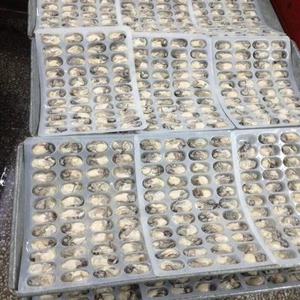 Congelados oyster <span class=keywords><strong>carne</strong></span> fresca oyster venta oyster congelados - Product Image 5