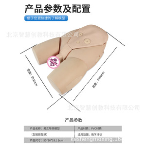 Modèles médicaux pour la formation au cathétérisme masculin et féminin ; modèles de formation hospitalière ; modèles avancés d'entraînement holistique au cathétérisme féminin - Product Image 3