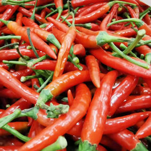 wholesale chinese fresh red hot chili