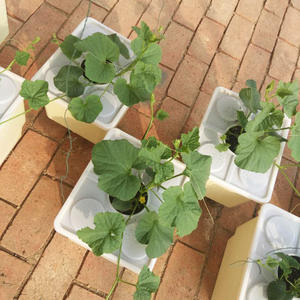 Idroponica giardino sistema di coltivazione di plastica Bato olandese secchio di plastica secchi per grandi radici ortaggi - Product Image 6