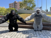 Costume de mascotte gonflable en peluche de gorille King Kong singe de dessin animé en gros à vendre