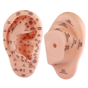 Modelo de acupuntura de oreja inglesa superclara de 23cm, figura de medicina china de plástico suave, puntos de acupuntura para aprender - Product Image 2