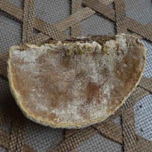 <span class=keywords><strong>เห็ด</strong></span>อะการิโค-พุลปาซูโบเลนส์<span class=keywords><strong>แห้ง</strong></span>ทั้งใบมีกลิ่นหอม - Product Image 3