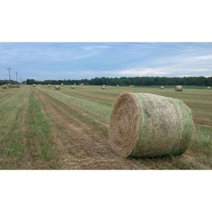 Chất lượng tốt nhất cỏ linh lăng hay động vật thực phẩm cho ăn động vật có sẵn với giá bán buôn từ Ấn Độ xuất khẩu - Product Image 4