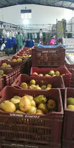 Macchina per la produzione di pasta di succo di Mango fresco