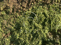 Mini récolteuse d'ensilage récolteuse de fourrage coupe-paillettes hachoir herbe hachoir Machine pour l'alimentation animale