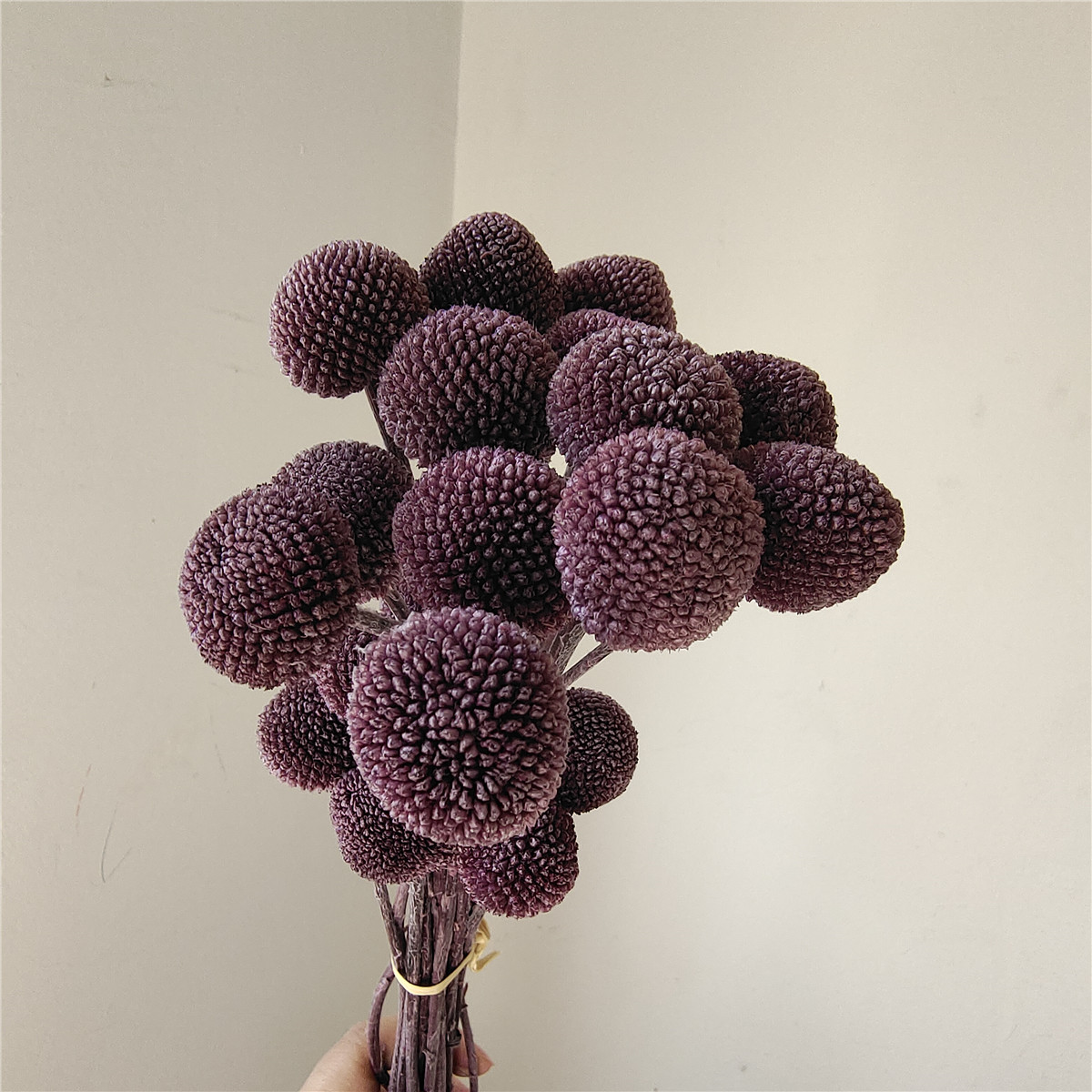 Pourpre de raisin