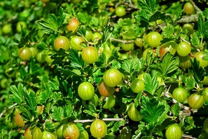 Fabricant Fourniture Offre Spéciale Amla <span class=keywords><strong>Cheveux</strong></span> Indiens <span class=keywords><strong>Poudre</strong></span> En Vrac Amla <span class=keywords><strong>Poudre</strong></span>/Amla Fruit <span class=keywords><strong>Poudre</strong></span> - Product Image 4