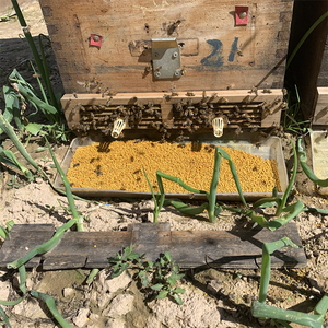 Polvo de Polen de Abeja 100% Puro de Alta Calidad, 26% de Proteína, Sin Aditivos, Caja de 20 kg, Vida Útil de 2 Años - Product Image 5
