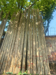 Estacas de Bambú Agrícolas de Alta Calidad, Estacas de Bambú para Jardín, Varillas de Soporte para Plantas, Venta al por Mayor, Fabricante de Bambú de Vietnam - Product Image 6