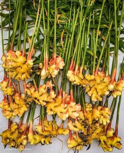 Proveedor de jengibre maduro de Vietnam Raíz fresca y seca para la industria de condimentos y Salud de alimentos - Product Image 1