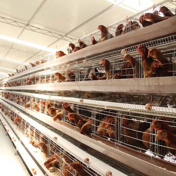 चिकन परियोजना पक्षी पिंजरे का निर्यात, चिकन पिंजरे की परत, एक प्रकार की परत चिकन फार्म हाउस, 5000-10000 मुर्गियों की बिक्री के लिए