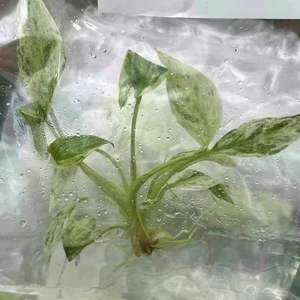 Planta de Cultivo de Tejido de Plántulas de Flores Variegatas de Menta Rubwscend <span class=keywords><strong>Homalomena</strong></span> OEM Personalizada - Product Image 2