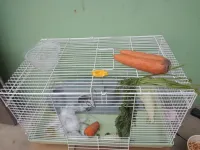 Cage pour petits animaux Cage pour hamster en métal 60cm avec accessoires