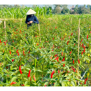 Chile vietnamita congelado fresco de alta calidad, entrega rápida, excelente fabricante de procesamiento de hierbas crudas de especias individuales agrícolas - Product Image 6