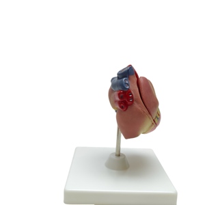 Modelo de Corazón Humano de PVC Duradero de Alta Calidad, 12*12*20cm, para Enseñanza Escolar y Médica, Aprendizaje de Anatomía, Marca Xuequan - Product Image 6
