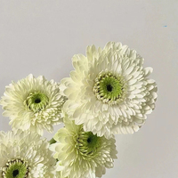 Grosir berbagai gaya tunggal Mini krisan rangkaian bunga sutra buatan krisan Gerbera untuk wisuda