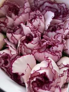 云南昆明批发康乃馨紫边鲜切花教师节母亲地块室内花 - Product Image 6