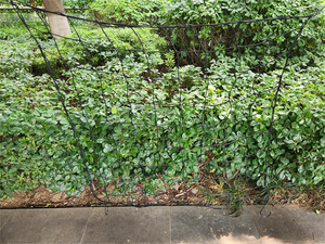 Malla de Red Scrog de Diferentes Tamaños para Carpas Hidropónicas Planta - Product Image 3