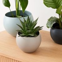Pot de fleurs de table en céramique Vente en gros Four succulent Glaçure Pot de plantes Pots de fleurs en forme de boule