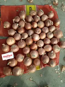 Hot Sale Fresh Onion 2023 Crop Yellow And Red Onion From China Gansu Origin Best Quality Onion