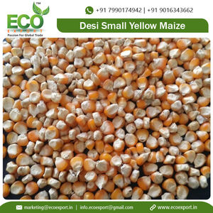 Maíz Amarillo Pequeño Desi - Product Image 6