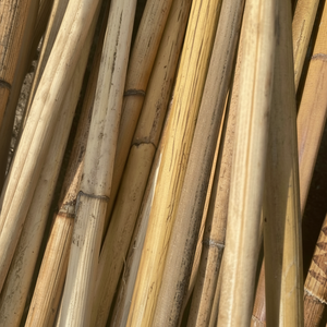 ก้านหวายหวายวัตถุดิบจากเวียดนาม - Product Image 1