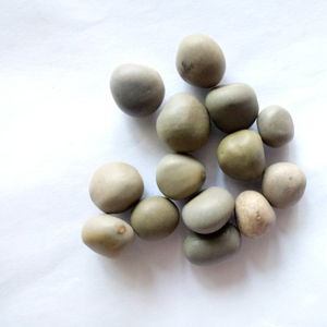 Semillas de Caesalpinia Crista (Nuez de Fiebre) Secas Yun Shi en Venta - Product Image 2