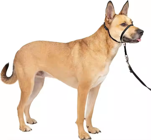 <span class=keywords><strong>Collar</strong></span> cabeza de perro mascota - Product Image 6