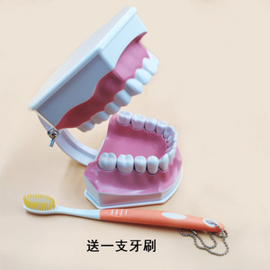 2x Modelo de Dientes, Modelo de Enseñanza Dental, Enseñanza de Limpieza Dental para Jardín de Niños, Práctica de Preparación Dental, Prótesis Dental - Product Image 2