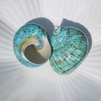 Coquille Turbo Rare Naturelle, Conque Océanique Polie, Décoration d'Intérieur, Mariage sur la Plage, Fête, Collection Nautique, Décoration Nautique