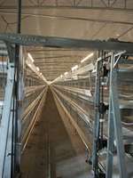 Cages à poulets de type H
