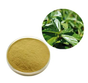 Acide Ursolique Extrait de Roseau de Pomme Qualité Alimentaire Poudre d'Extrait Végétal Fournisseur en Gros 77-52-1 Suppléments Nutritionnels à Base de Plantes - Product Image 2