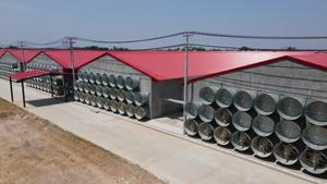 Grande Pollaio Moderno Prefabbricato <span class=keywords><strong>in</strong></span> <span class=keywords><strong>Acciaio</strong></span> Leggero Zincato, Durata 50+ Anni, Montaggio Rapido, Certificato ISO9001 - Product Image 6