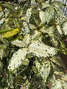 Dracaena Surculosa Gold Dust, Planta Ornamental con Hojas Tipo Bambú, 100 Unidades, Proveedor de Semillas Botánicas de Indonesia - Product Image 3