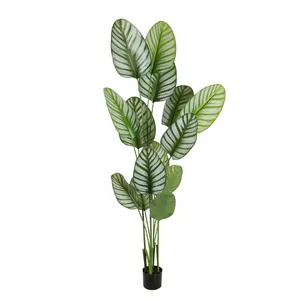 Calathea 2.15m Premium Green White Color Plastic Artificial Calathea Plant Artificial Traveller Tree