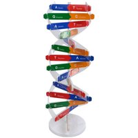 Modèle biologique de structure de molécule d'ADN, modèle moléculaire d'ADN coloré, jouet éducatif