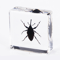 Spécimen de résine Résine Artisanat Arts Clair Décoratif Fantaisie Insectes Résine Blocs Articles Cadeaux Ambre avec Insecte À L'intérieur