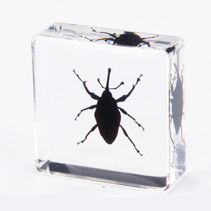 Nhựa Mẫu Nhựa Thủ Công Mỹ Nghệ Nghệ Thuật Rõ Ràng Trang Trí Ưa Thích Côn Trùng Nhựa Khối Mặt Hàng Quà Tặng Hổ Phách Với Côn Trùng Bên Trong - Product Image 5