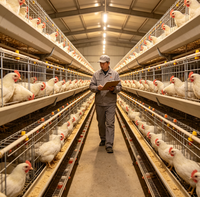 Cage à poulettes de type A, galvanisée à chaud, système d'alimentation automatique pour l'élevage de poussins de 1 à 10 semaines