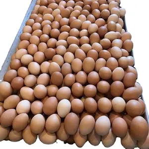 Farm ready Fresh Brown Table Eggs/Fresh Brown Chicken Eggs Buy Fresh Brown Chicken Eggs for best price-